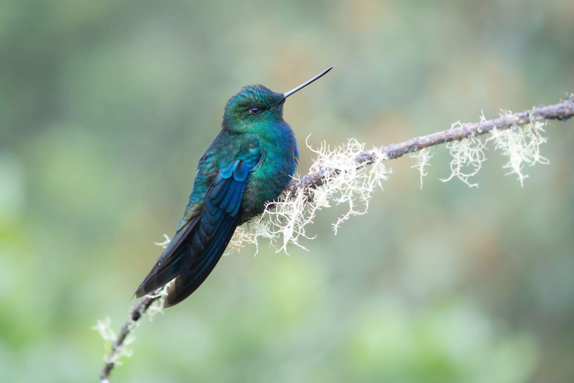 Small iridescent green hummingbird perched on a lichen-covered branch against a blurred background