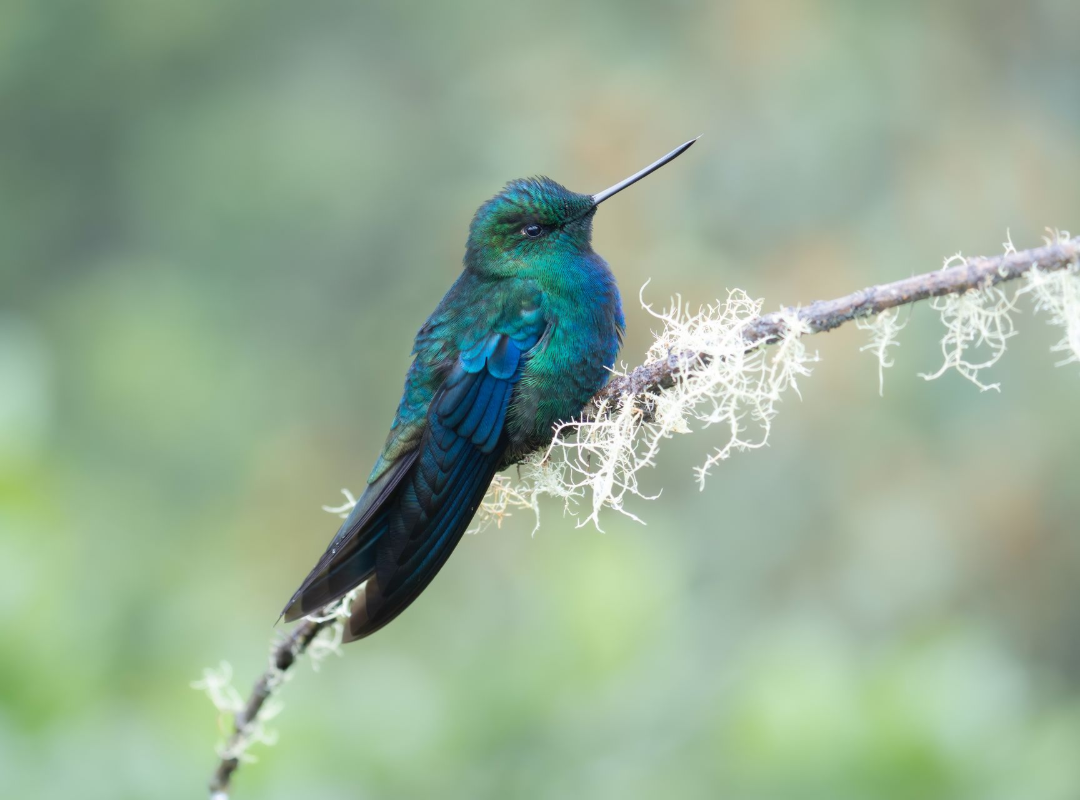 Small iridescent green hummingbird perched on a lichen-covered branch against a blurred background
