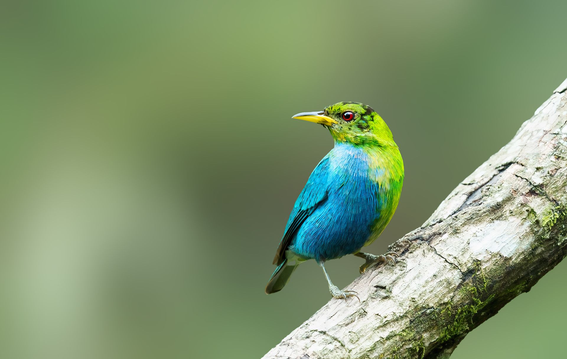 Green+HoneyCreeper