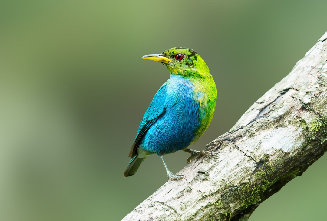 Green+HoneyCreeper