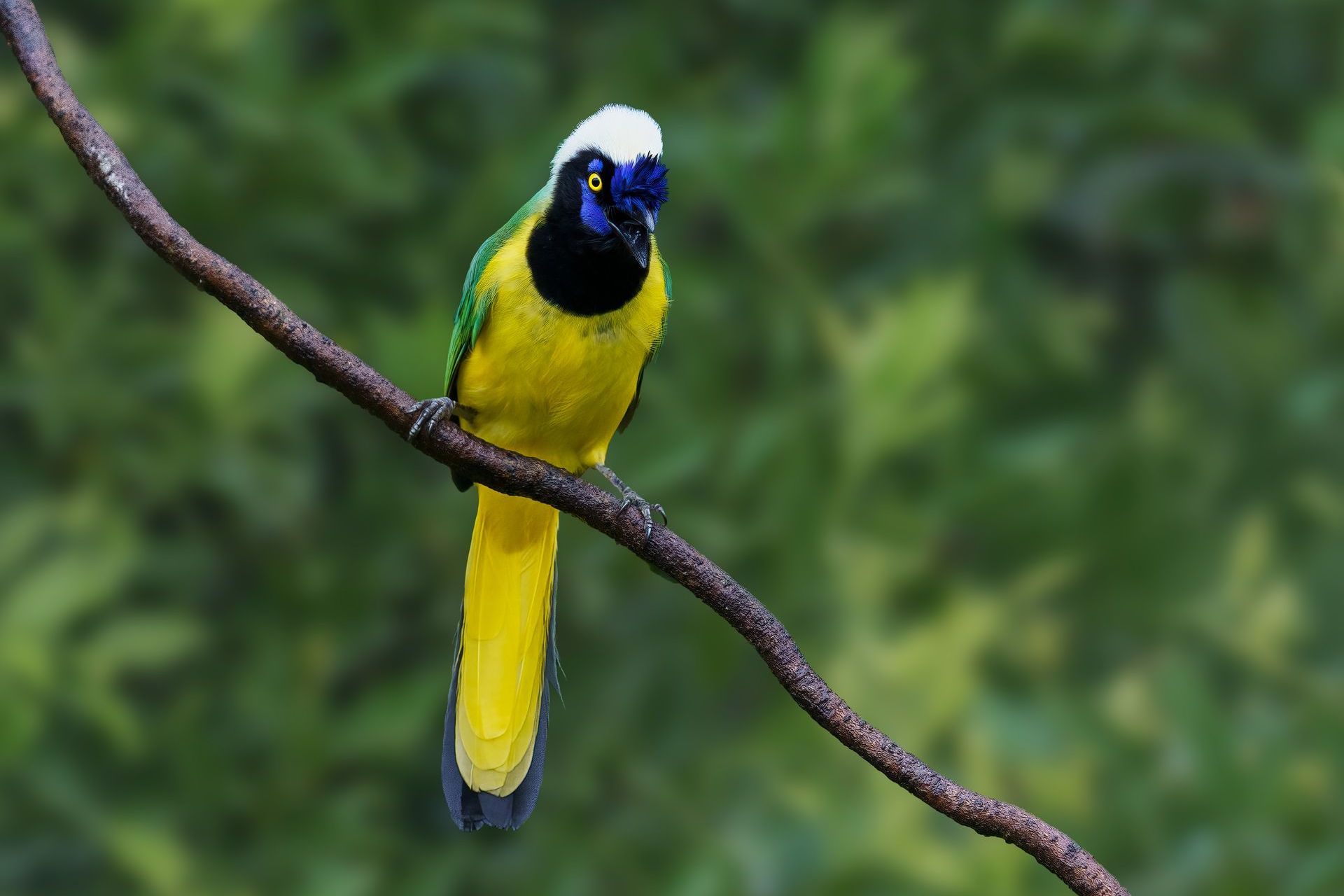 Bright yellow and blue bird perched on a diagonal branch against a blurred green background