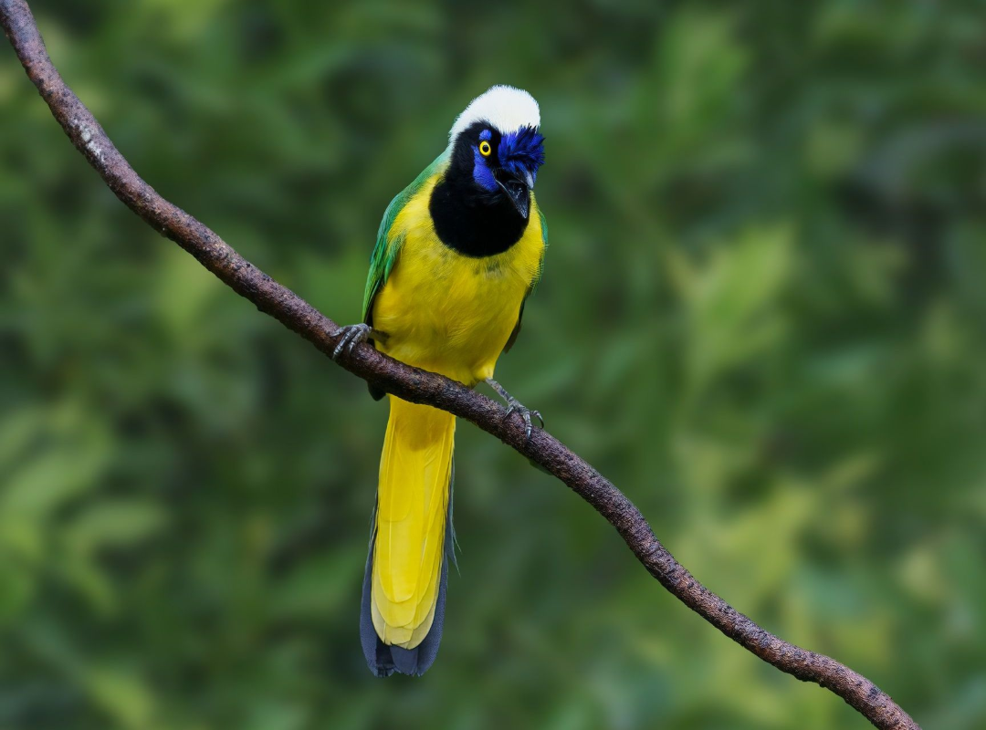 Bright yellow and blue bird perched on a diagonal branch against a blurred green background