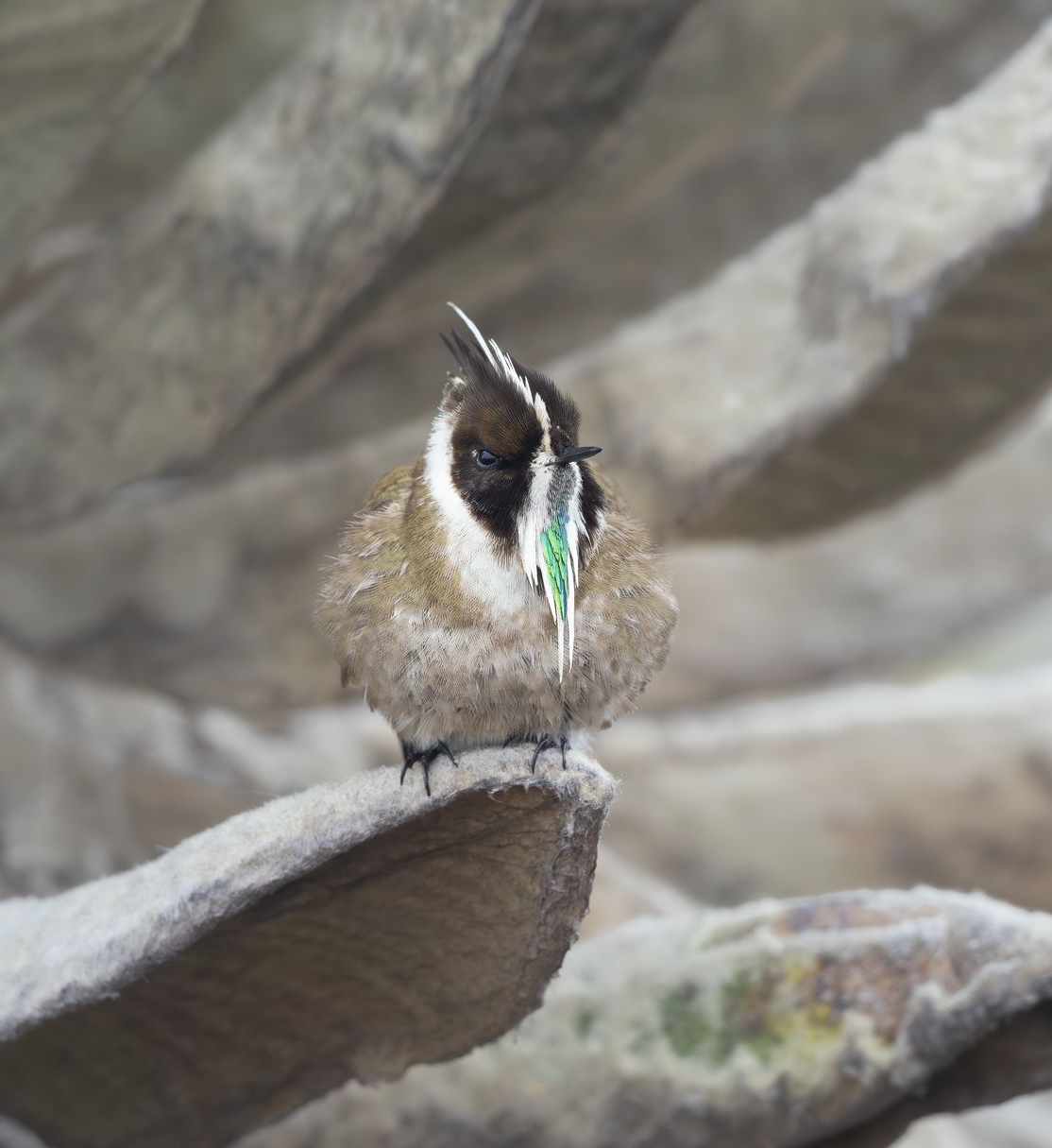 Green+bearded+Helmetcrest
