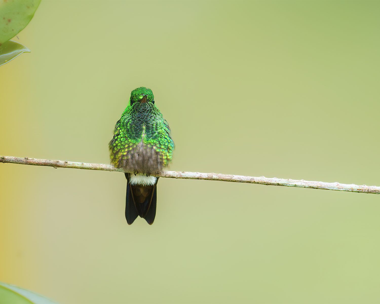 Green-bellied-Hummingbird