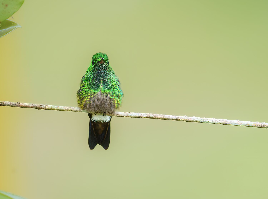 Green-bellied-Hummingbird