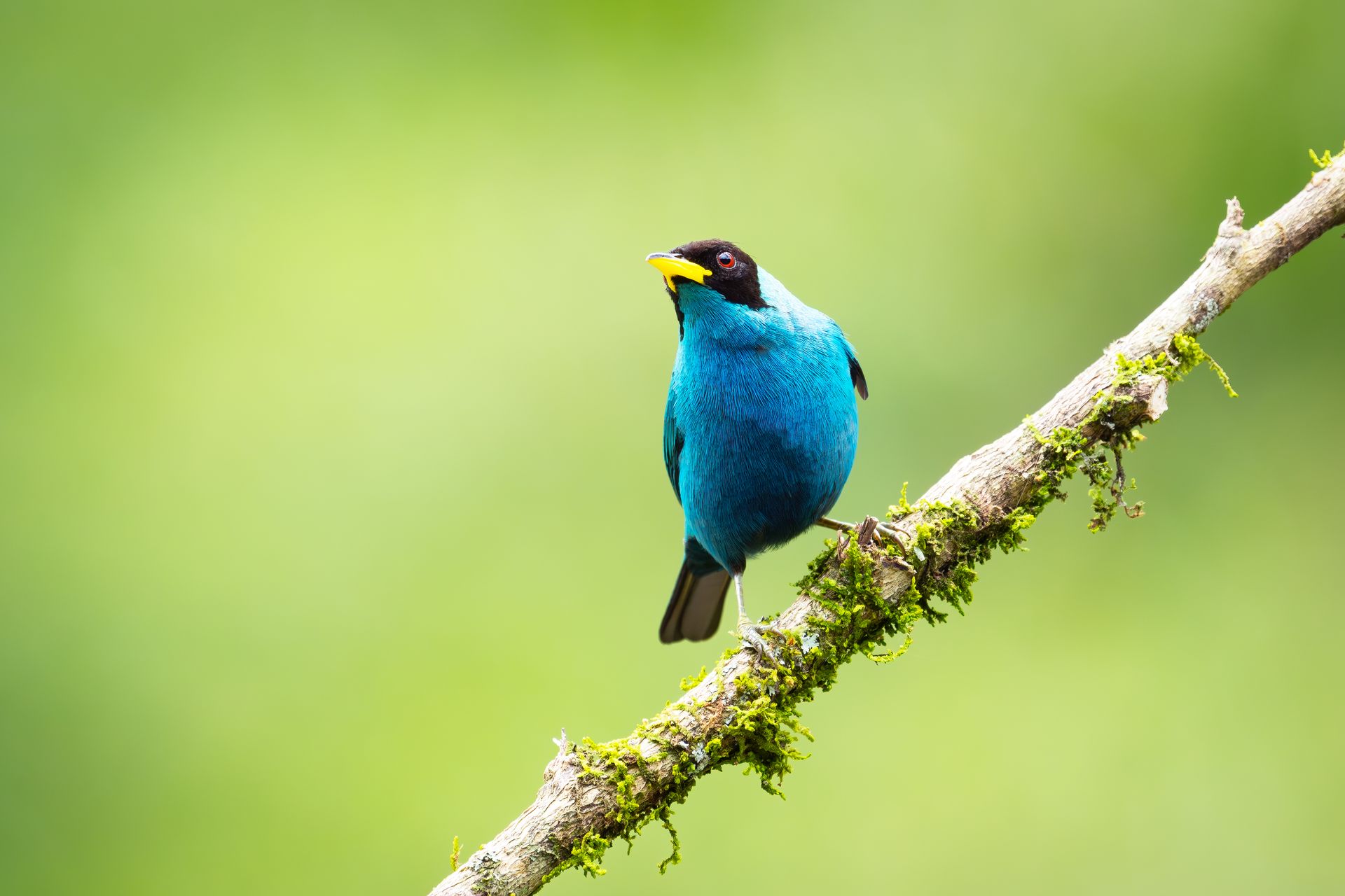 Blue bird perched on a mossy branch against a blurred green background