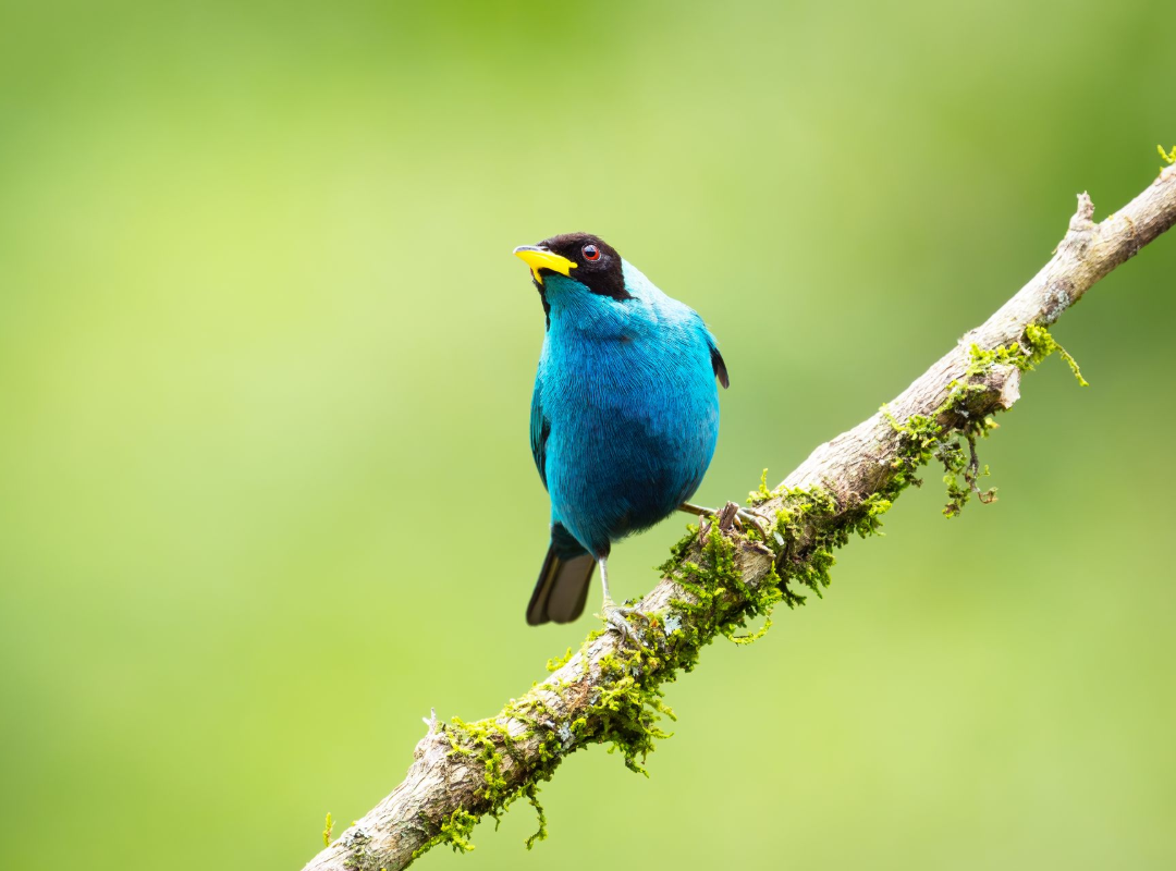 Blue bird perched on a mossy branch against a blurred green background