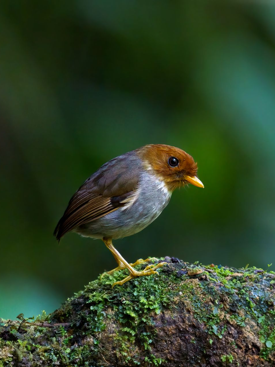 Hooded-Antpitta