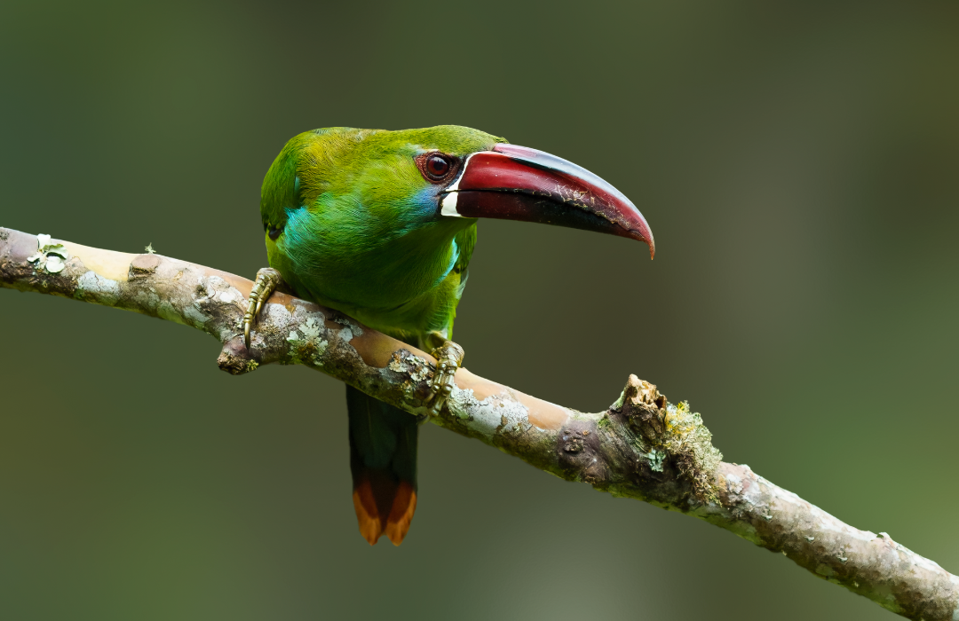Bright green toucan with a long red beak perched on a mossy branch against a blurred forest background