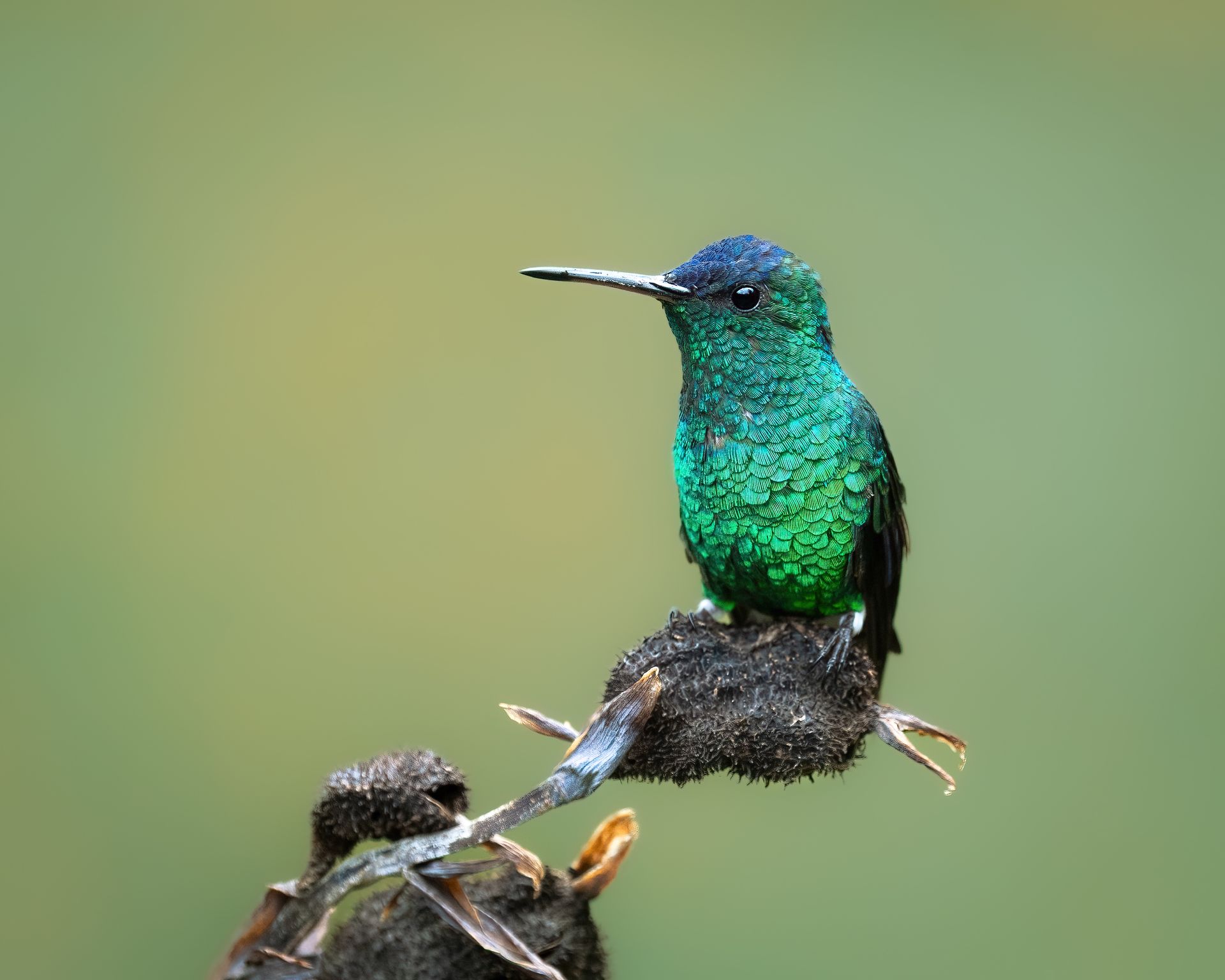 Indigo-Capped-Hummingbird.
