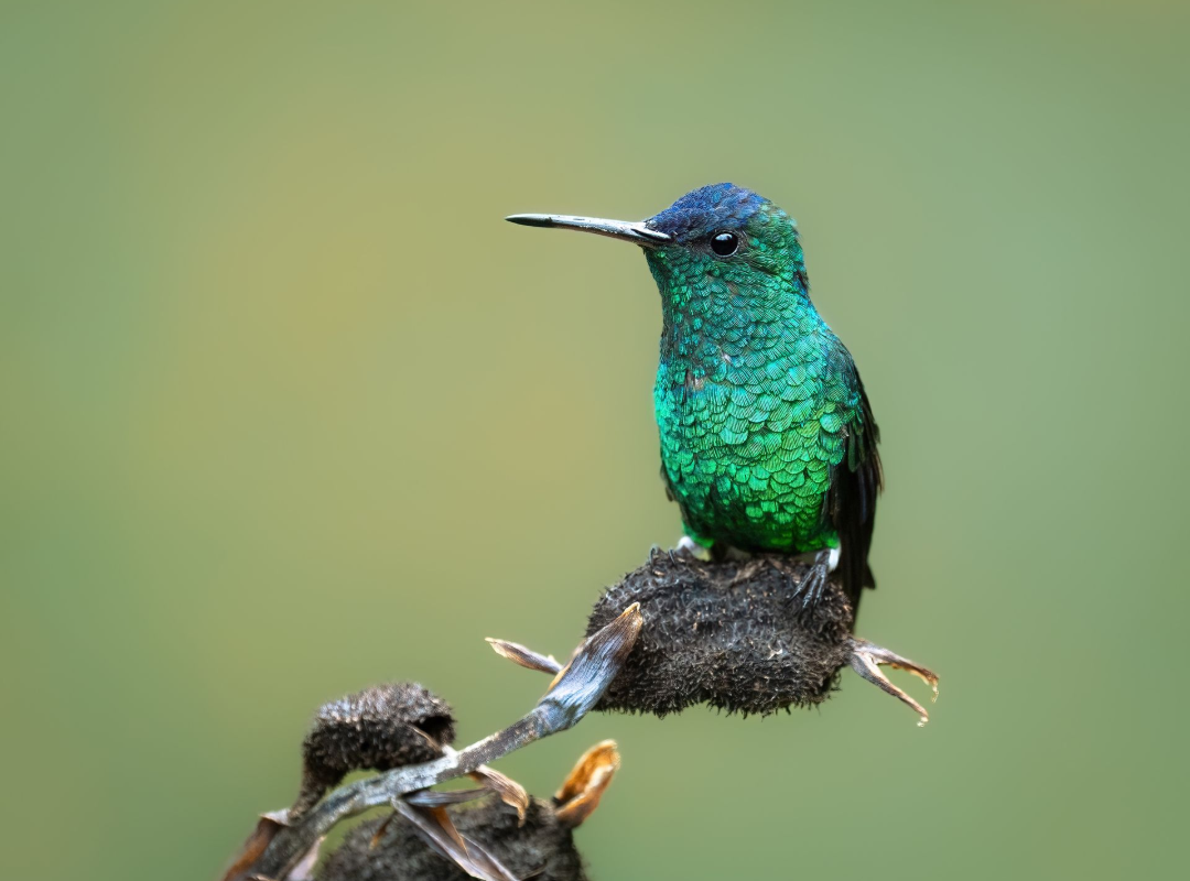 Indigo-Capped-Hummingbird.