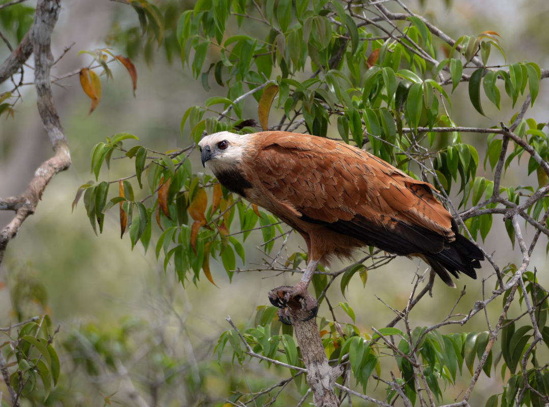 Brown hawk perched on leafy branches, with a white head and black tail.