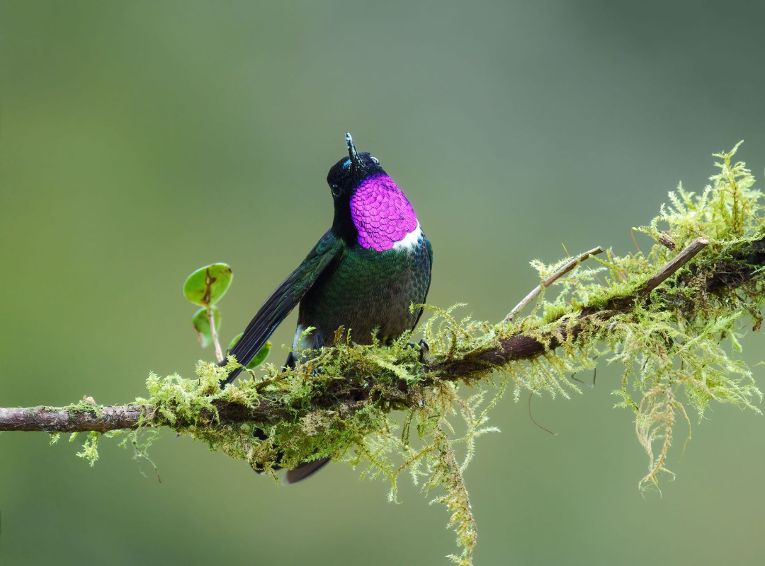 Colorful hummingbird perched on a mossy branch, displaying a bright magenta throat against a soft green background