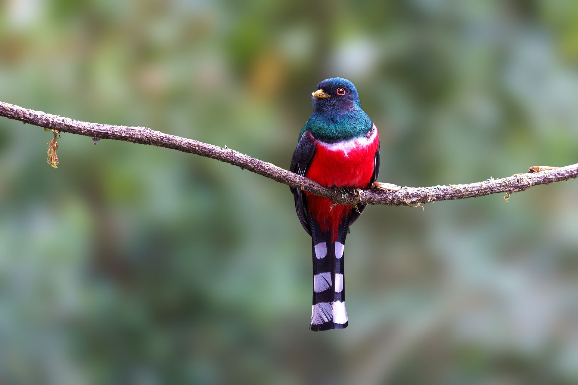 Colorful bird perched on a branch, with a blue head, red body, and striped tail.