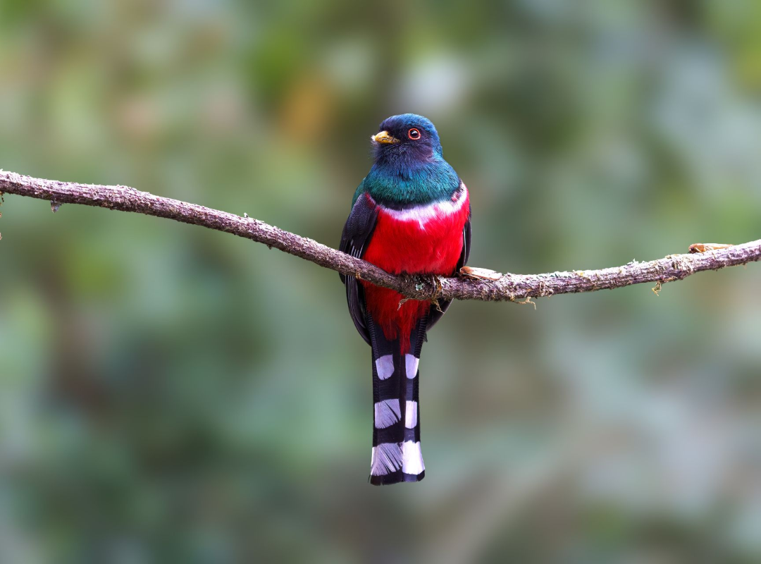 Colorful bird perched on a branch, with a blue head, red body, and striped tail.