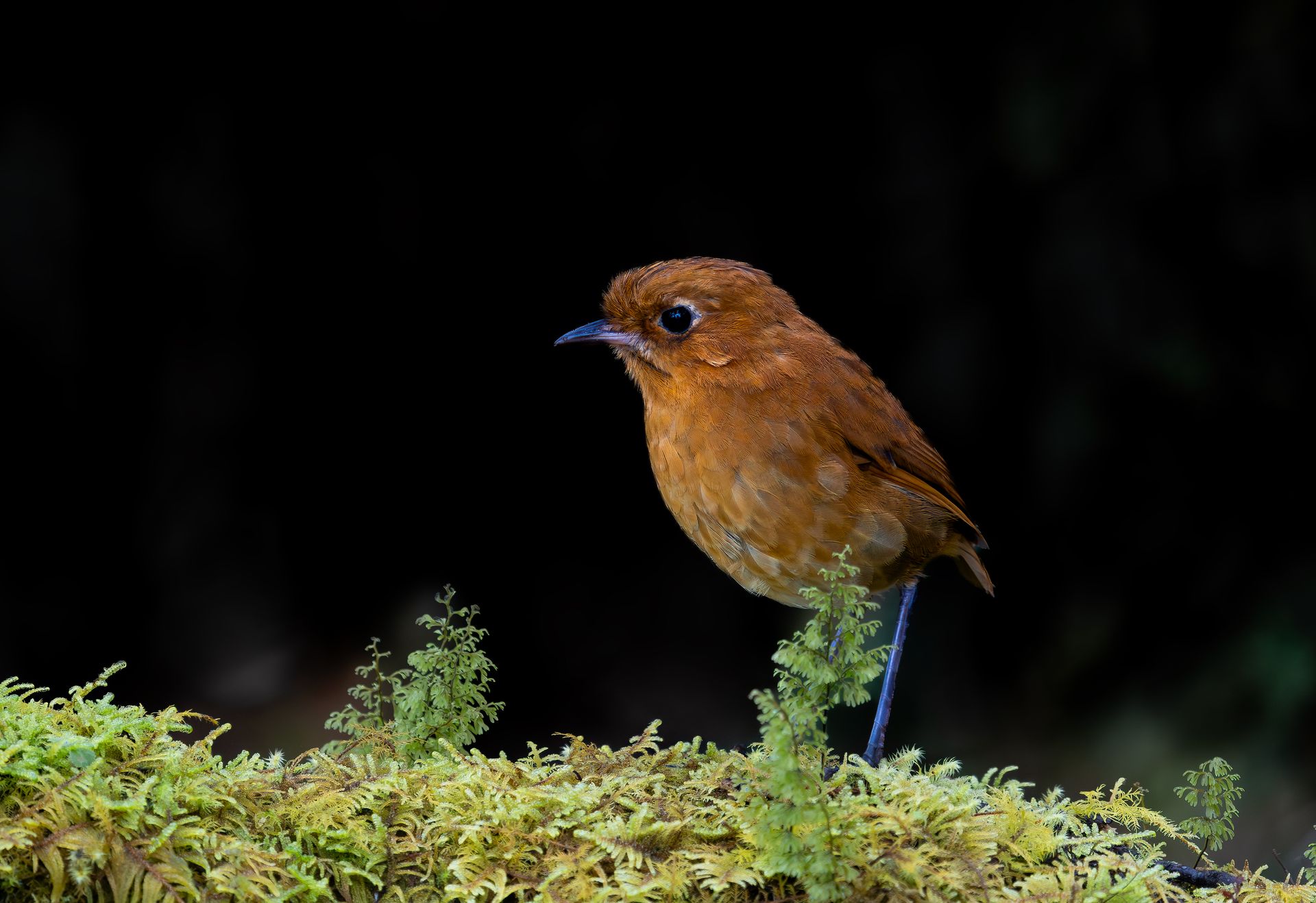 Muisca+Antpitta