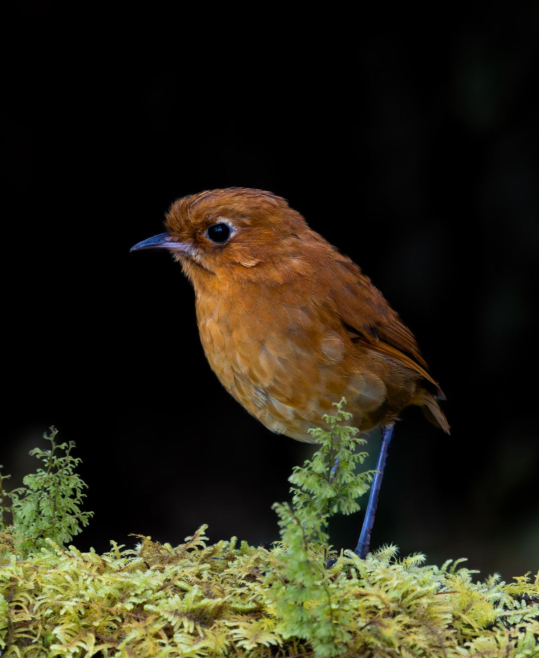 Muisca+Antpitta