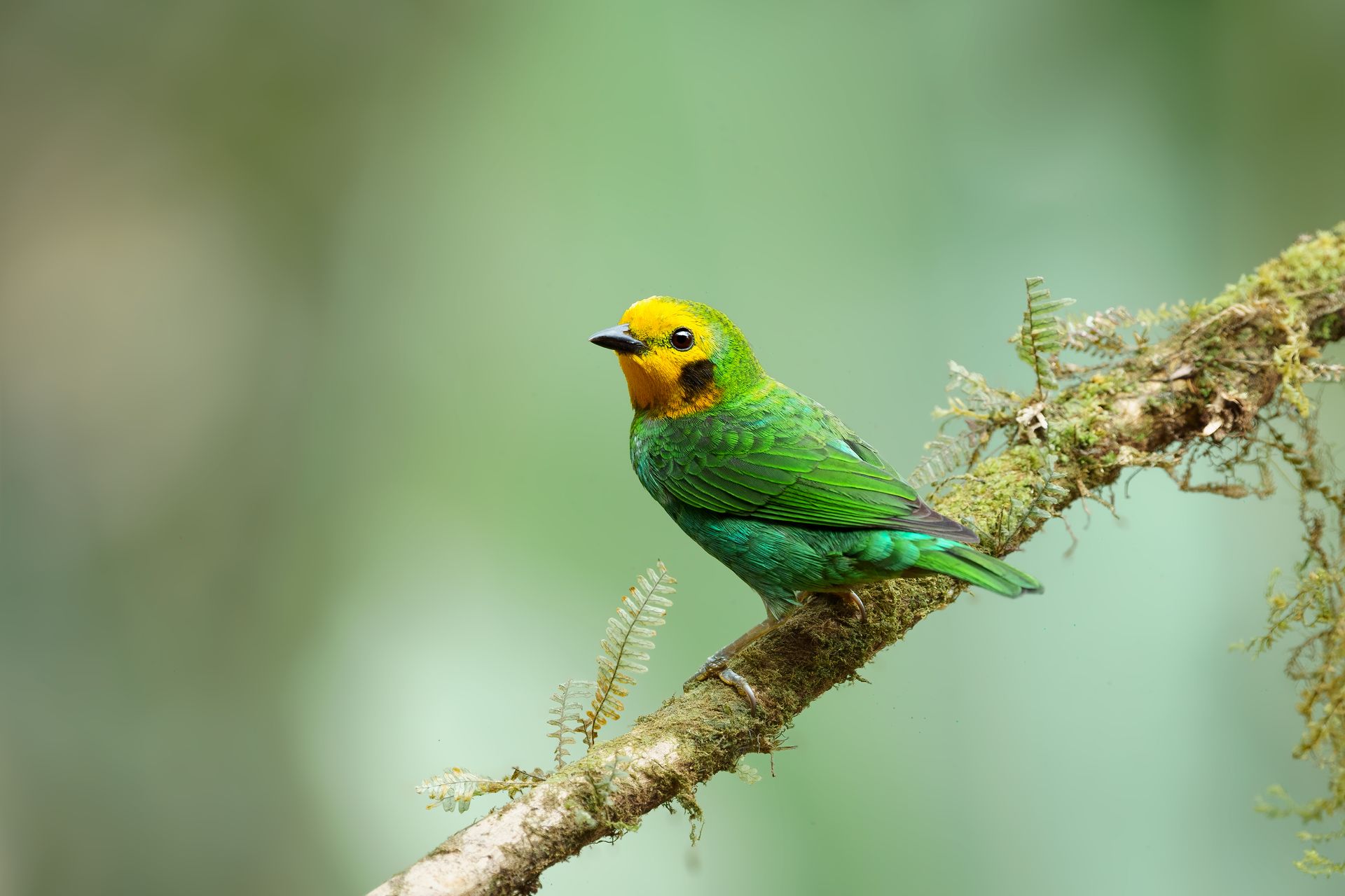 Multicolored-Tanager