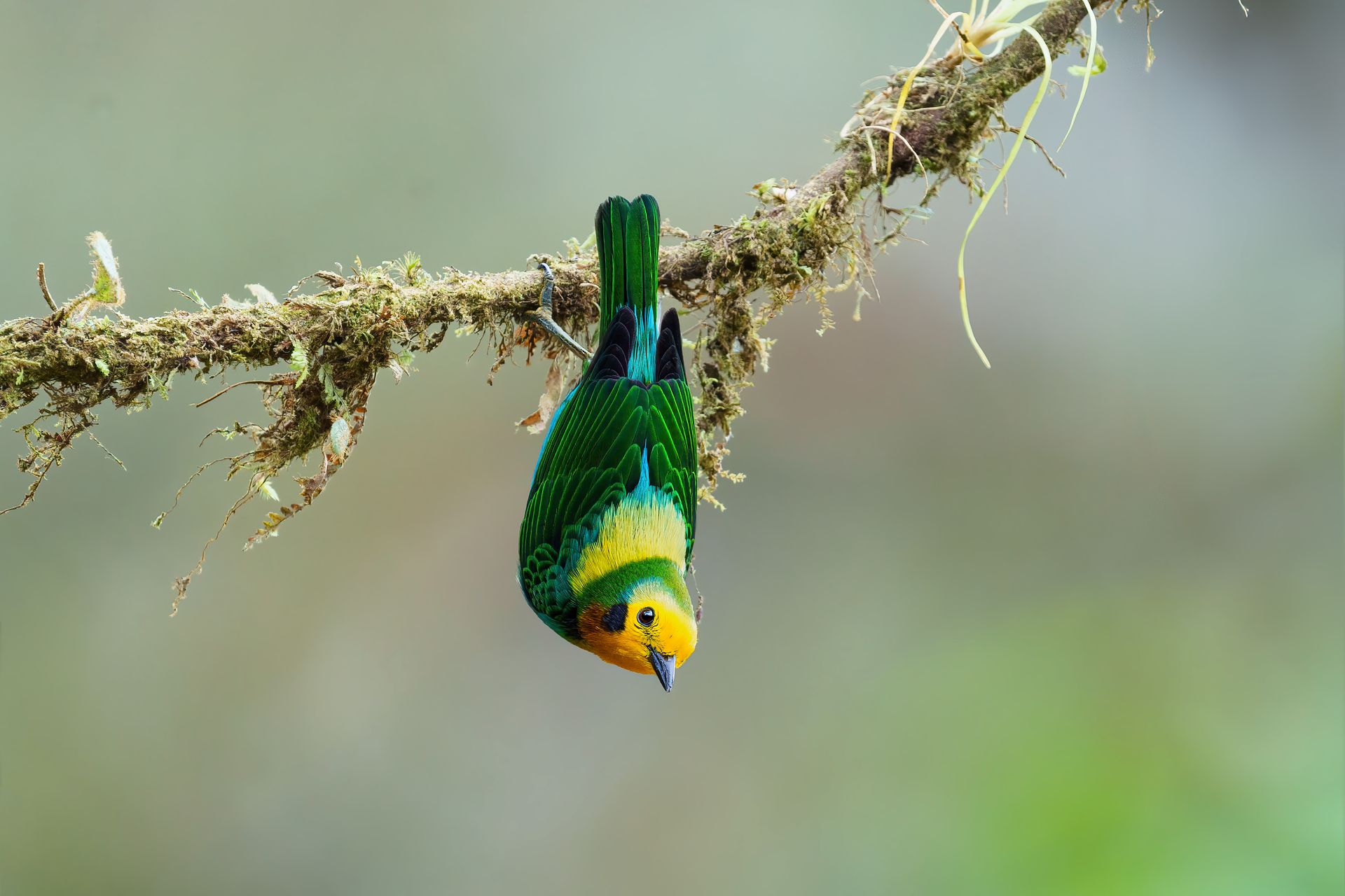 Multicolored-Tanager