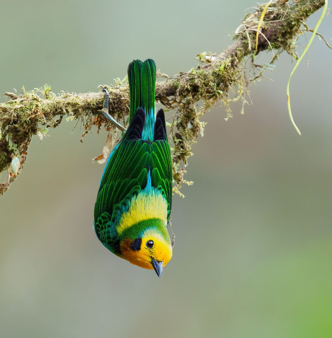 Multicolored-Tanager