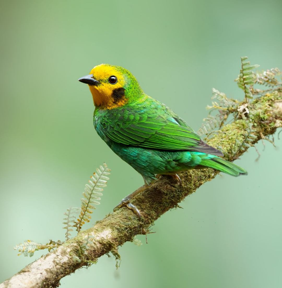 Multicolored-Tanager