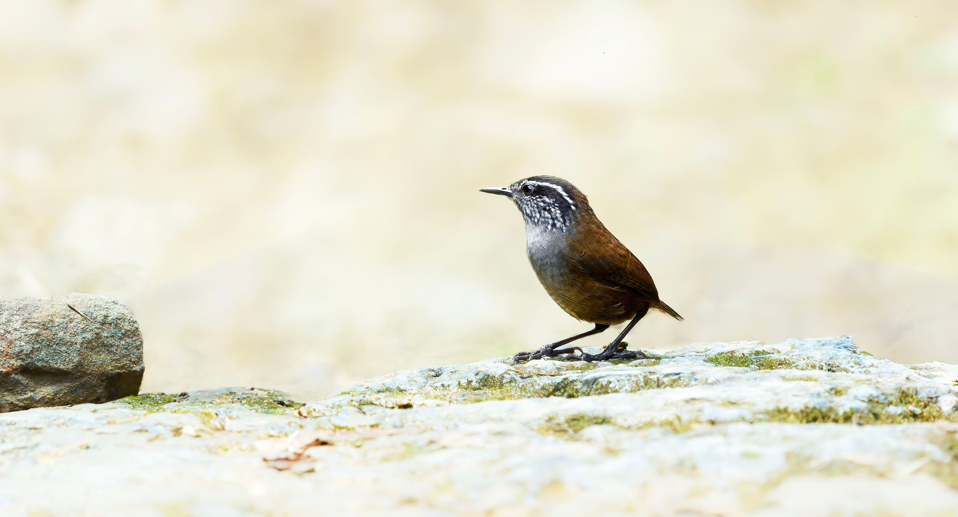Small brown bird standing on a pale rock against a soft blurred background.