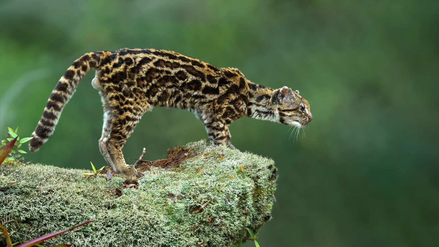 Spotted jaguar walking on a mossy rock ledge against a blurred green background