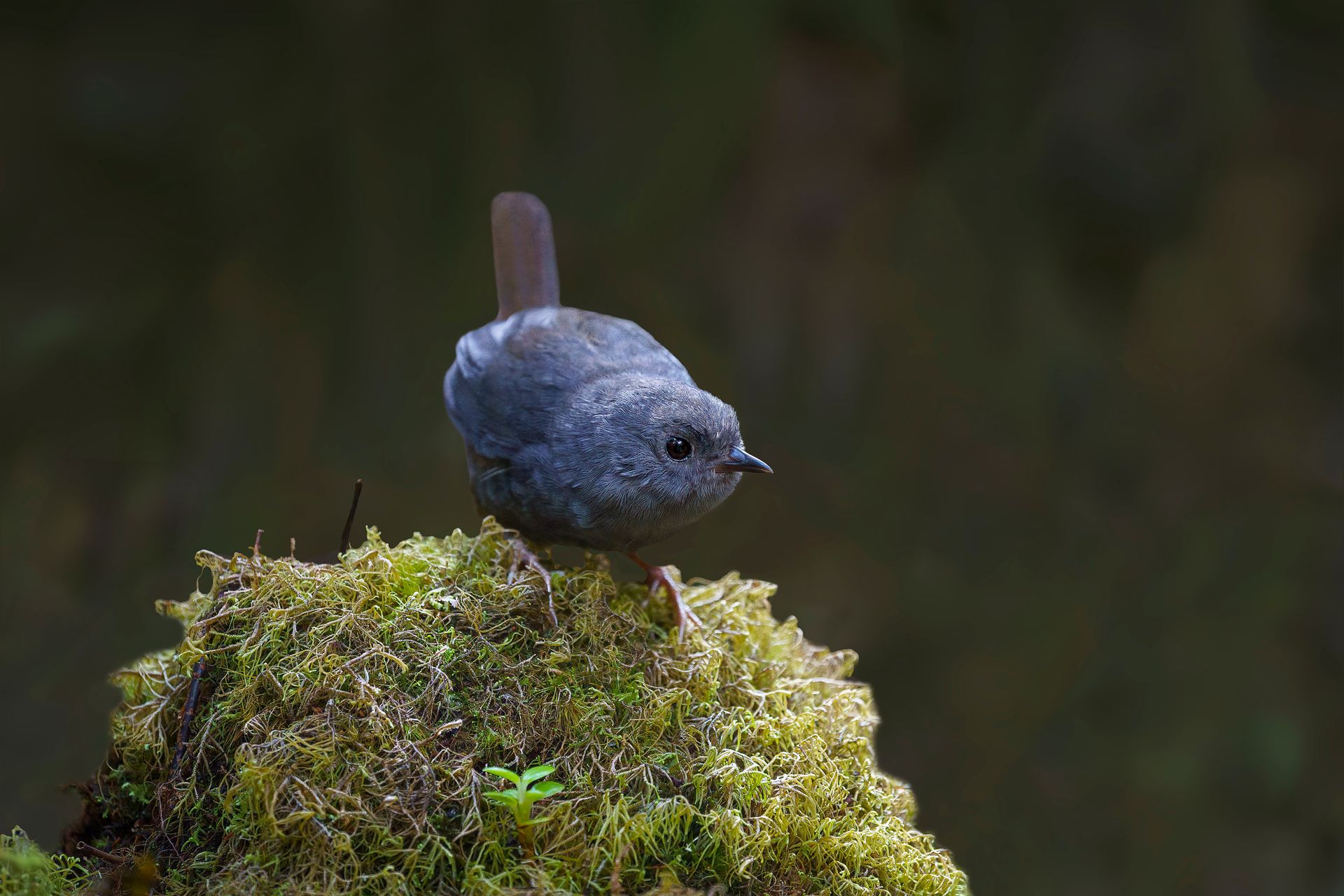 Pale+Bellied+Tapaculo