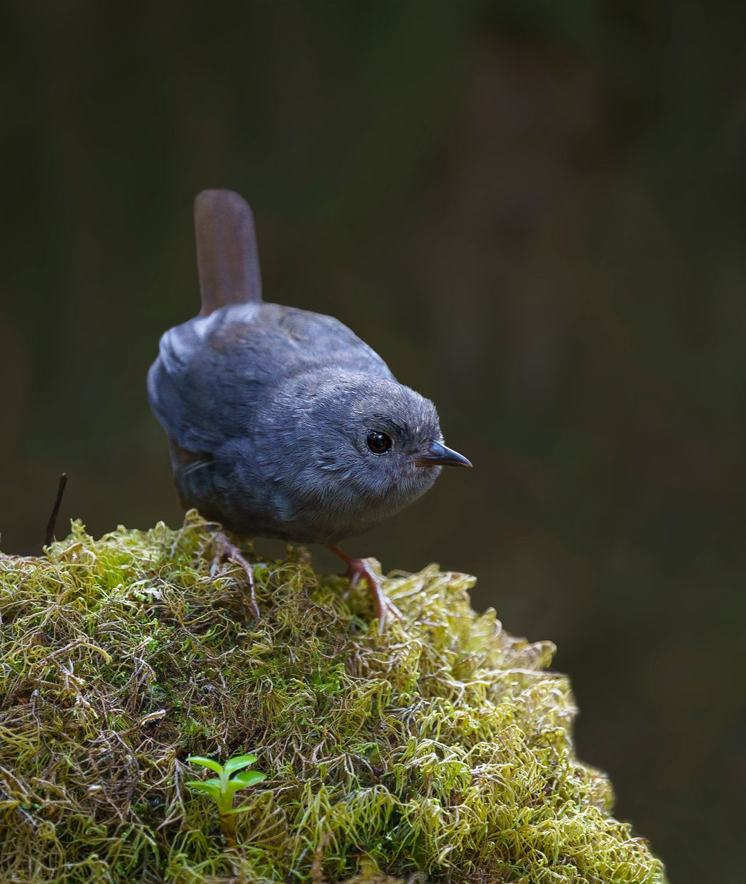 Pale+Bellied+Tapaculo