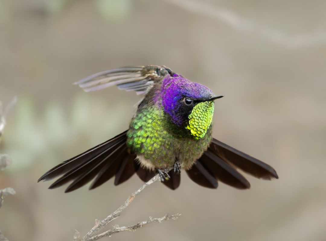 Hummingbird hovering with wings spread, iridescent purple and green plumage against a blurred background