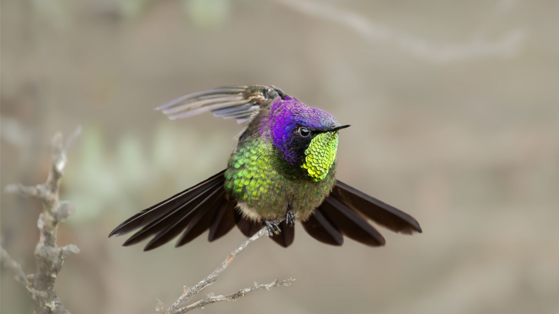 Hummingbird hovering with wings spread, iridescent purple and green plumage against a blurred background