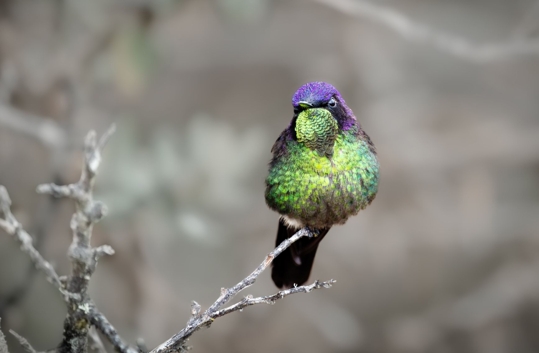 Small green-and-purple bird perched on a branch against a blurred gray background