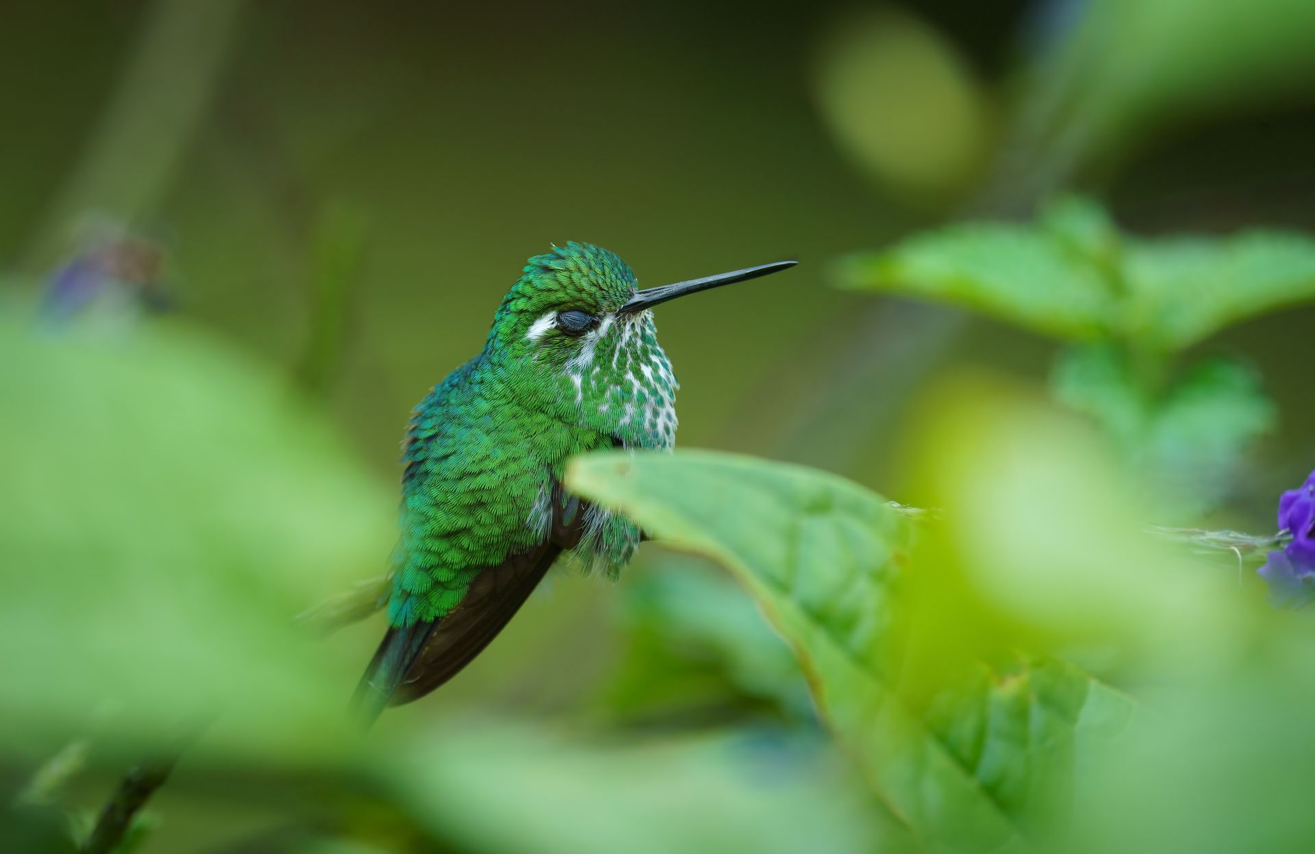 Purple-bibbed-Whitetip