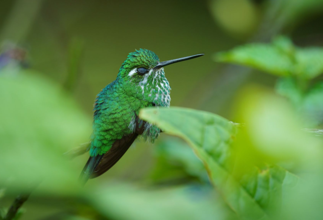 Purple-bibbed-Whitetip