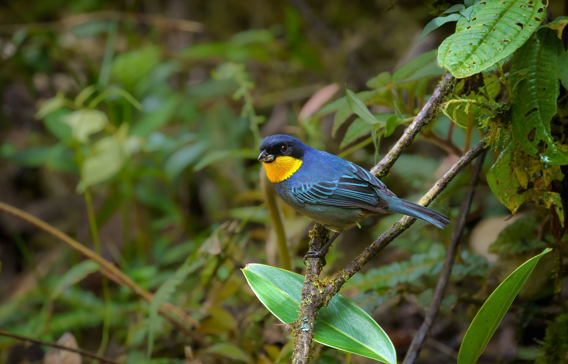Purplish-mantled-Tanager