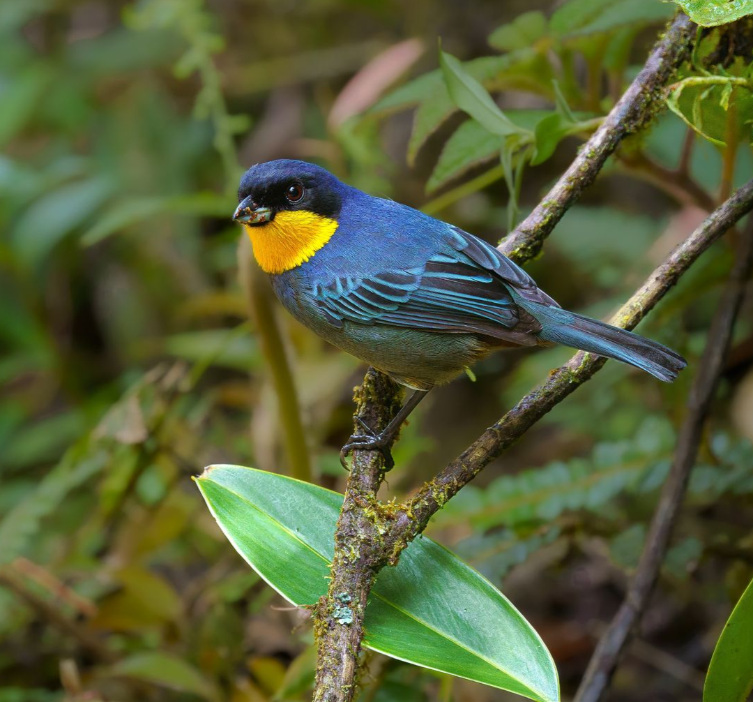 Purplish-mantled-Tanager