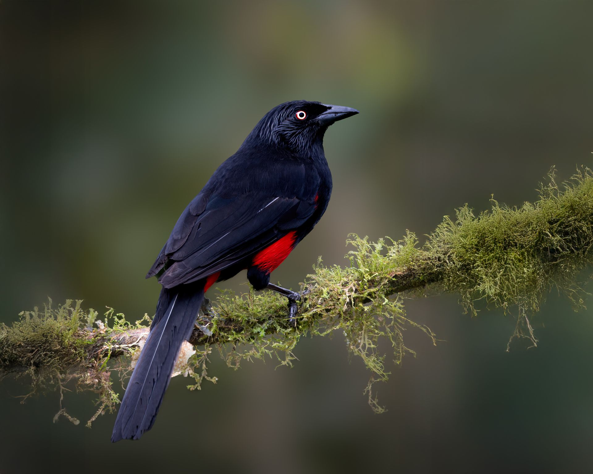 Red-bellied-Grackle