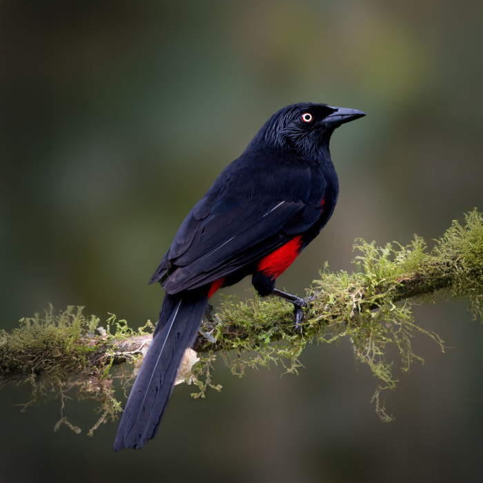 Red-bellied-Grackle