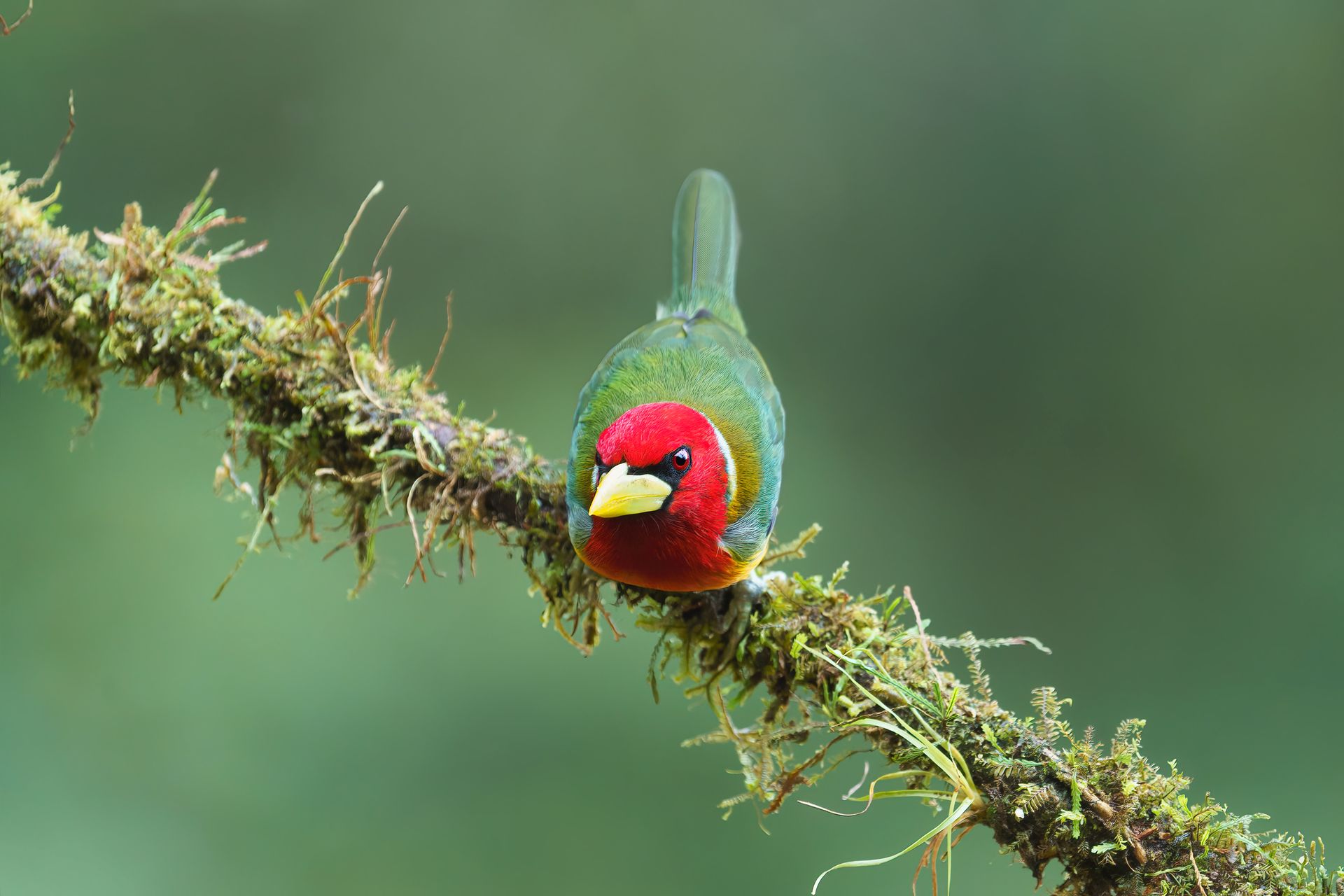 Red-headed bird perched on a mossy branch against a blurred green background