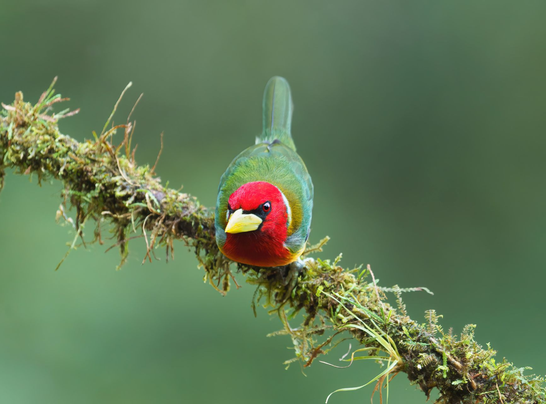 Red-headed bird perched on a mossy branch against a blurred green background