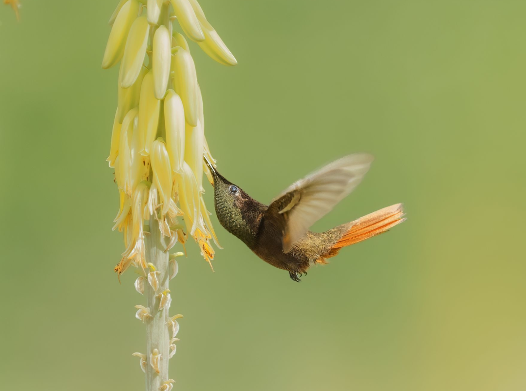 Hummingbird hovering beside yellow flower against a soft green background