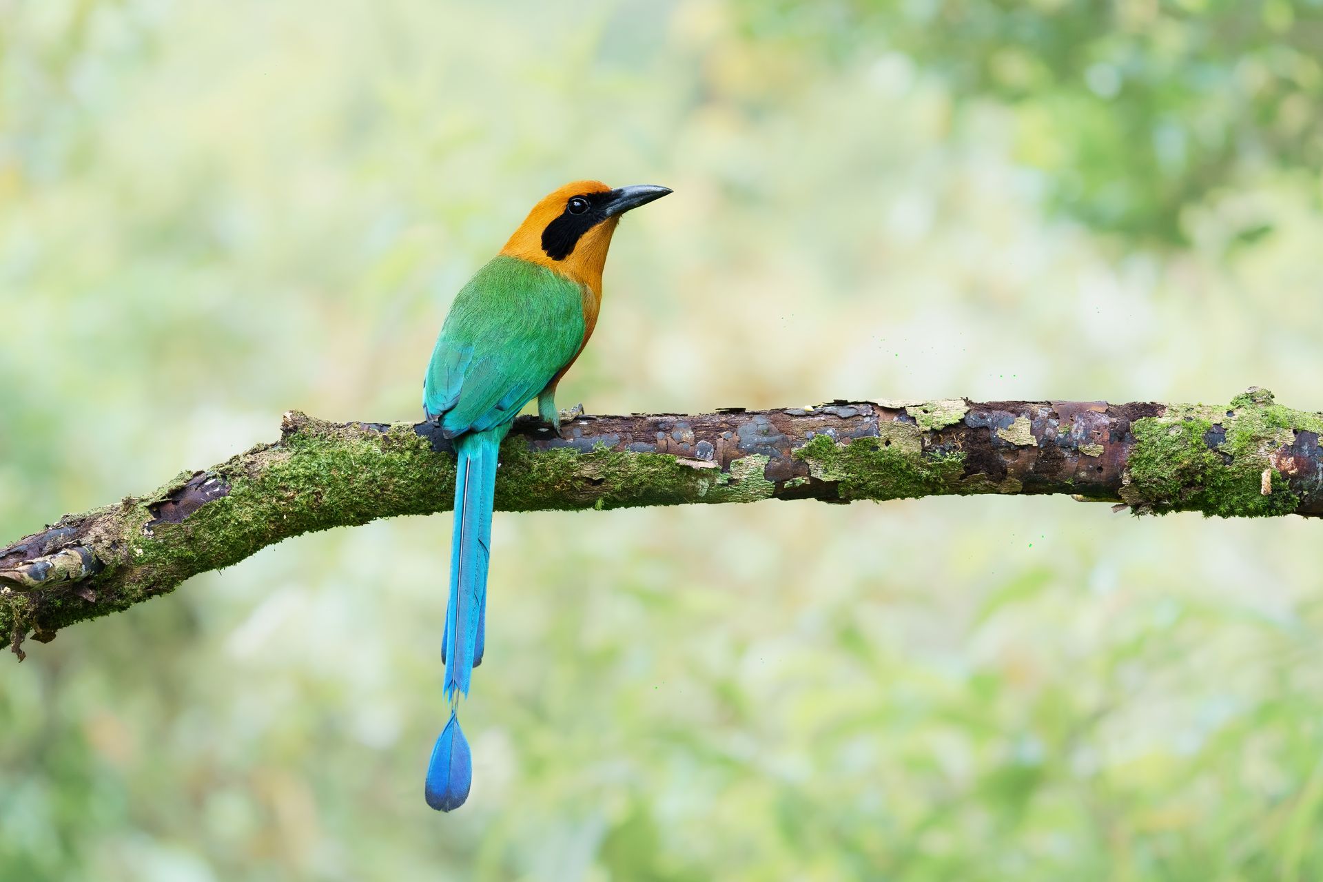 Colorful bird with long blue tail perched on a branch against a soft green background