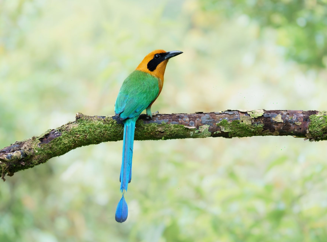 Colorful bird with long blue tail perched on a branch against a soft green background
