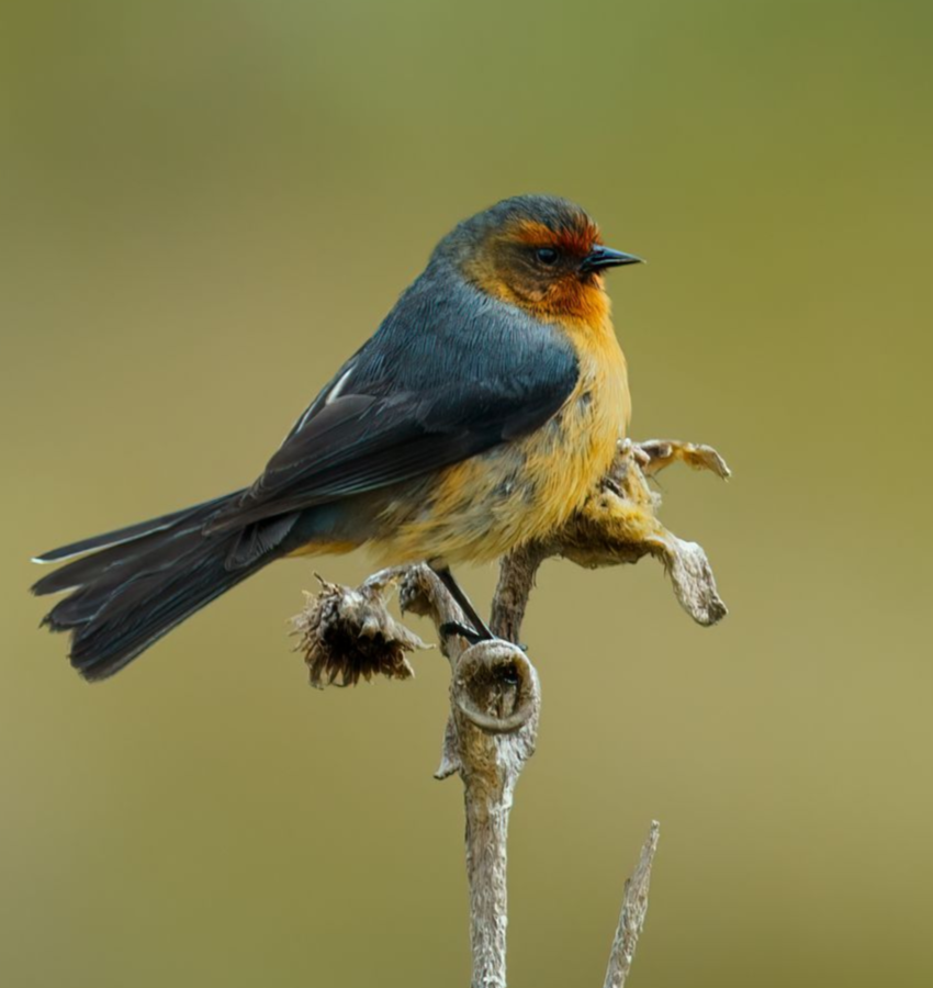 Rufous-browed-Conebill