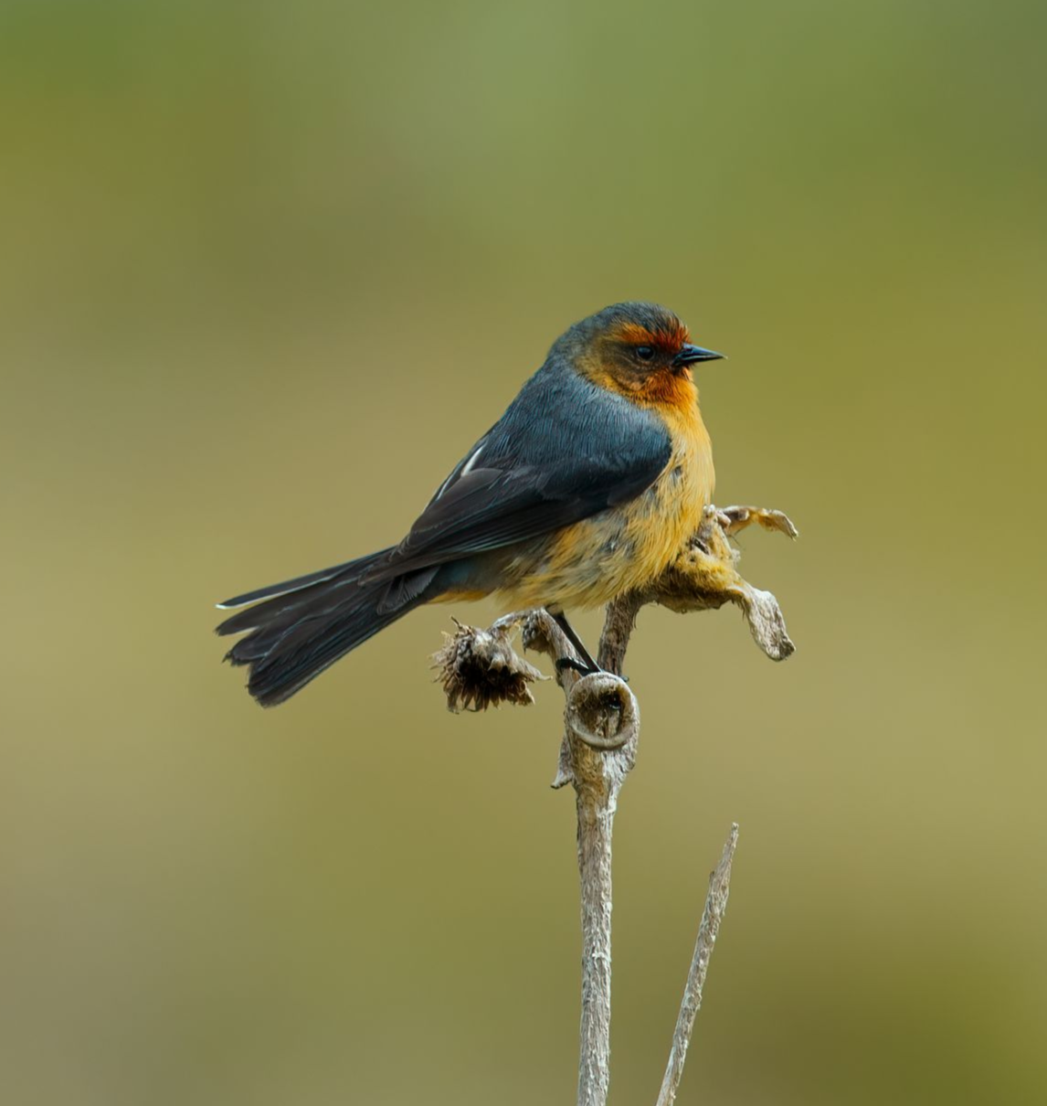 Rufous-browed-Conebill