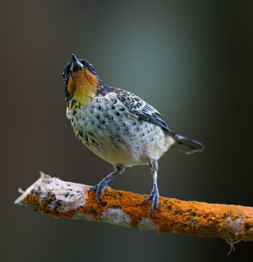 Small speckled bird perched on an orange branch, looking upward against a blurred dark background