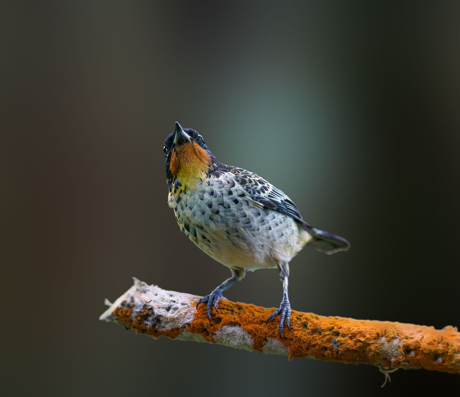 Small speckled bird perched on an orange branch, looking upward against a blurred dark background