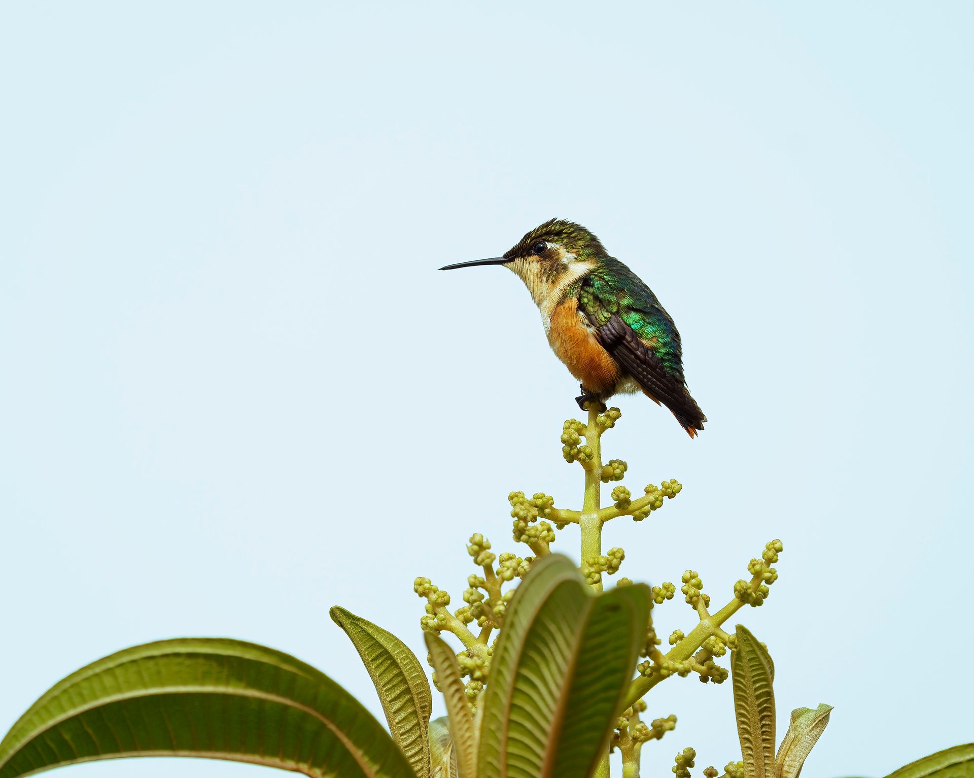 Hummingbird perched atop a flowering plant against a pale blue sky
