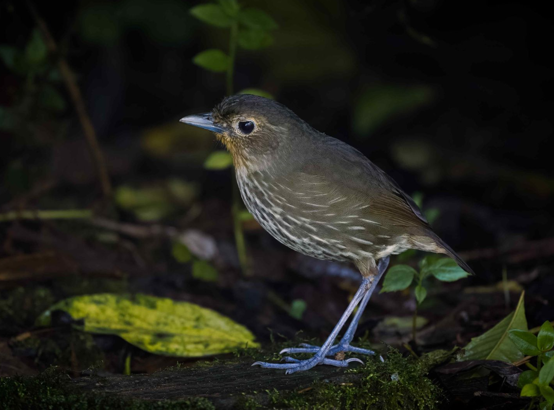 Small brown bird standing on mossy ground in a dark forest setting