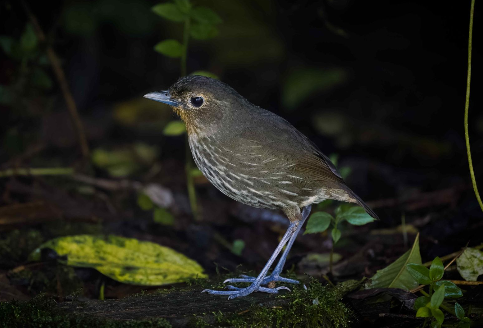 Small brown bird standing on mossy ground in a dark forest setting